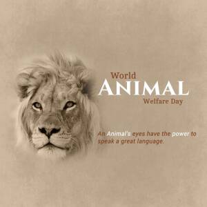 World Animal Welfare Day - Lion Portrait Promotional Banner For Instagram