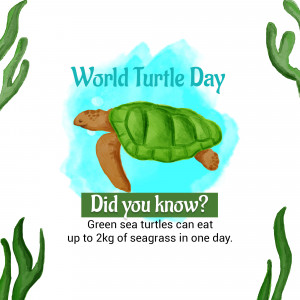 World Turtle Day Illustration Marketing Image For Pinterest