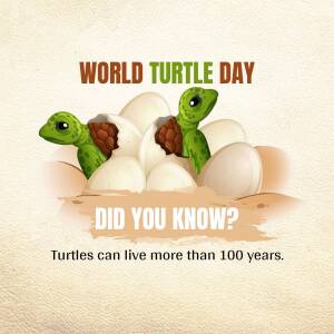 World Turtle Day - Baby Turtles Hatching Banner For Google Business Profile