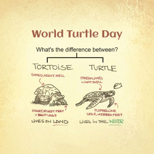 World Turtle Day: Tortoise Vs. Turtle Template For X