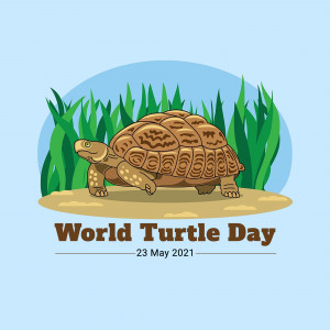 World Turtle Day Illustration Branding Post For X