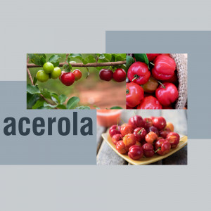 Collage of different Acerola cherry types and colors