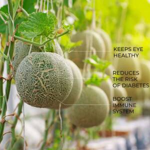 Health Benefits Of Cantaloupe Banner For Telegram