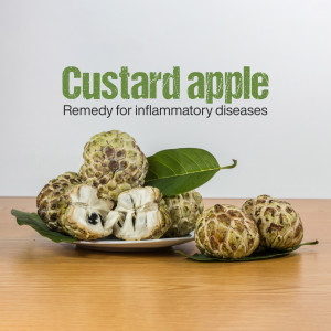 Close-up of custard apples with text highlighting their anti-inflammatory properties.