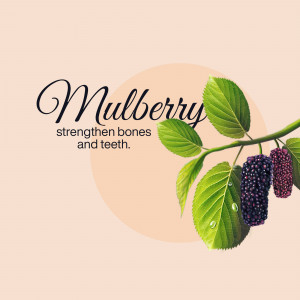 Mulberry Benefits Image For Pinterest