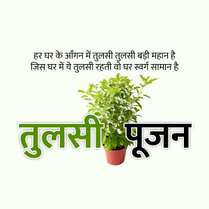 Image of a Tulsi plant in a pot with text in Hindi celebrating Tulsi Pujan.