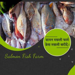 Fresh Fish At Salmon Fish Farm Marketing Image For LinkedIn