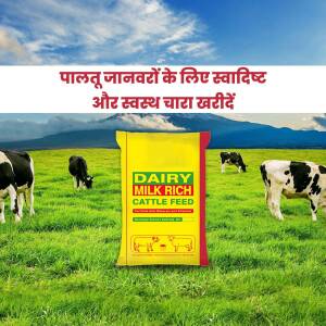 Dairy Milk Rich Cattle Feed Advertisement Design For Pinterest