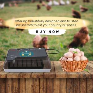 Poultry Incubator For Your Business Creative Design For WhatsApp