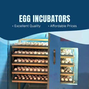 Egg Incubators - Quality & Affordable Banner For WhatsApp