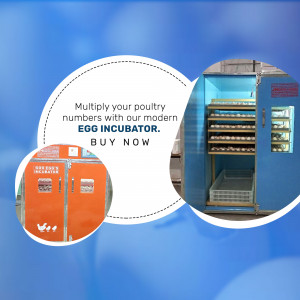 Poultry Egg Incubator - Buy Now Advertisement For LinkedIn