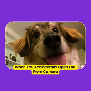 Close-up of a dog with a funny expression and text overlay