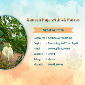 Detailed information about Agastya Patra (Sesbania grandiflora) used in Ganesh Puja