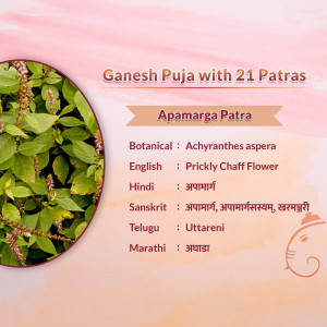 Detailed information about Apamarga Patra used in Ganesh Puja with its botanical, English, Hindi, Sanskrit, Telugu, and Marathi names.