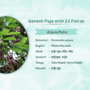 Infographic showing information about Arjuna Patra used in Ganesh Puja