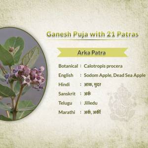 A botanical infographic about Arka Patra (Calotropis procera) used in Ganesh Puja
