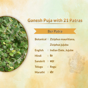 Informative graphic showcasing Ber Patra (Ziziphus mauritiana) leaves used in Ganesh Puja