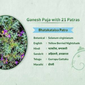 Bhatakataiya plant with information card for Ganesh Puja 21 Patras