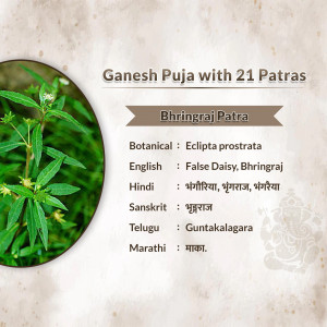 Infographic showing information about Bhringraj Patra leaf used in Ganesh Puja