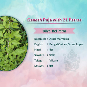 Detailed information about Bilva Bel Patra used in Ganesh Puja with botanical and local names