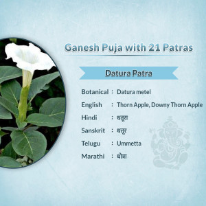 Datura metel flower and leaves used for Ganesh Chaturthi rituals with details in multiple languages