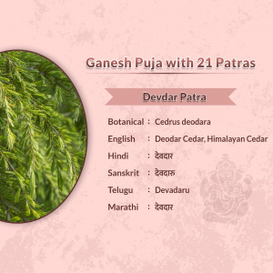 Information card about Devdar Patra used in Ganesh Puja with botanical and common names