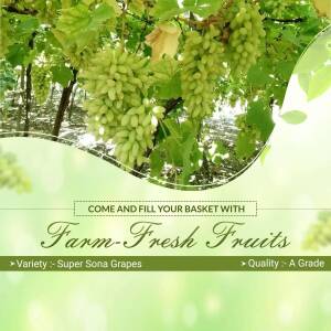 Close-up of green grapes hanging from vines with promotional text