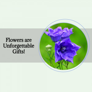 Close-up of purple bellflowers with text overlay