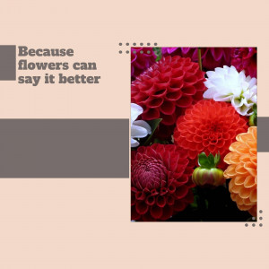 Close-up of vibrant red, orange, and white dahlias with text overlay.