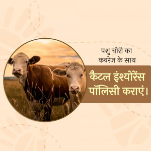 Two cows in a field with text about cattle insurance in Hindi.
