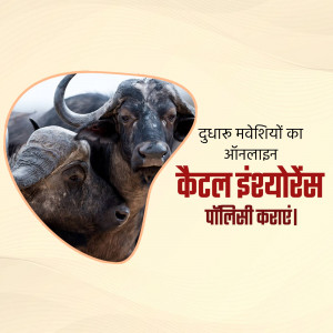 Close-up of two Indian buffaloes with text in Hindi