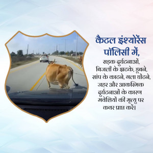 Image depicting a cow walking on a highway with a road safety message in Hindi.