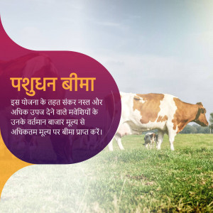 Image depicting livestock insurance with cows in a field and text in Hindi.