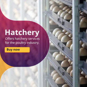 Image of eggs in an incubator with text promoting hatchery services for the poultry industry.