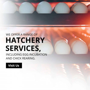 Close-up of eggs in an incubator with text advertising hatchery services.