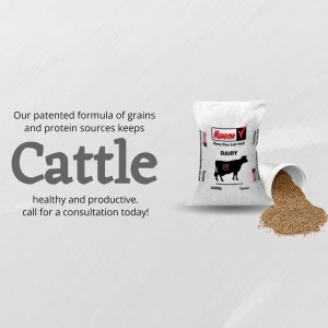 Bag of Mendon Dairy cattle feed with spilled grains