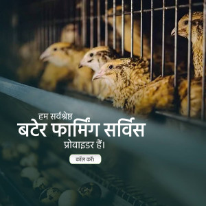 Close-up of young quail chicks inside a wire cage with text in Hindi.