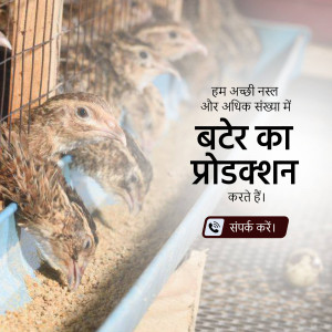 Close-up of quails in cages with text about quail production.