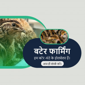 Advertisement for quail farming with images of quails and chicks.