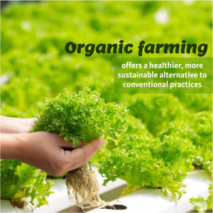 Hands holding a bunch of fresh green lettuce, representing organic farming.