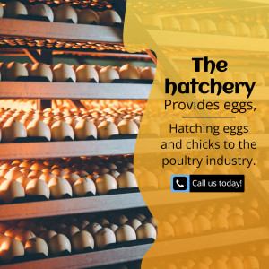 Rows of eggs in an incubator at a poultry hatchery with text overlay.