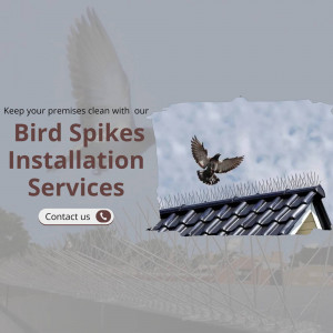 Bird spikes installed on a roof to prevent bird landings