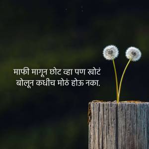 Close-up of two dandelion seed heads growing from a wooden stump with Marathi text.