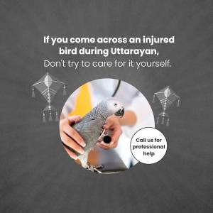 Image depicting an injured bird and a call for professional help during Uttarayan.