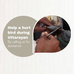 Hands carefully tending to an injured bird with medical scissors during Uttarayan festival.