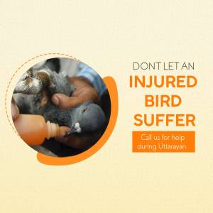 A hand gently feeding a wounded bird with a syringe, promoting help for injured birds during Uttarayan.