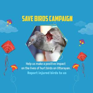 Injured pigeon with kite strings, Save Birds Campaign