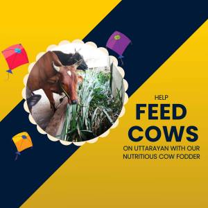 Image of a cow eating fodder with kites in the background, promoting a cow feeding campaign.