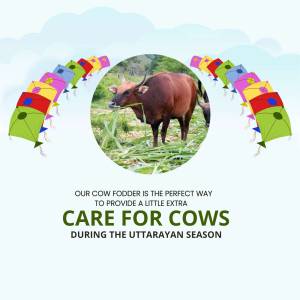 Image of a cow with kites flying around, promoting cow fodder during Uttarayan.