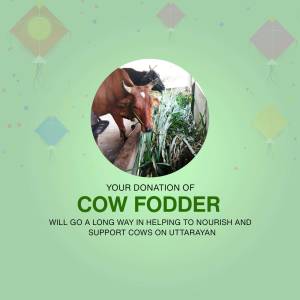 Image of a cow eating grass with kites in the background, promoting cow fodder donation for Uttarayan.